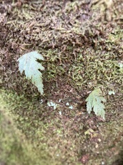 Hymenophyllum pallidum