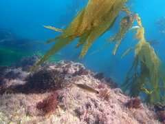 Halichoeres californicus