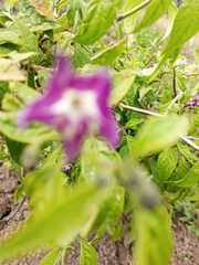 Capsicum pubescens