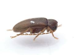 Ptilodactyla