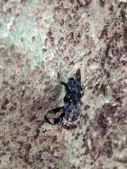 Ropalomeridae