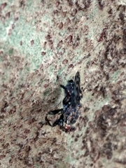 Ropalomeridae