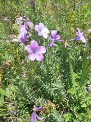 Linum heterosepalum