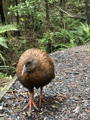 Gallirallus australis scotti