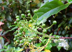 Pavetta australiensis