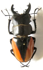 Odontolabis cuvera cuvera