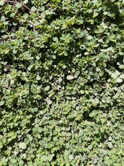 Euphorbia serpens