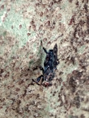 Ropalomeridae