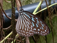 Ideopsis vulgaris