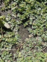 Euphorbia serpens