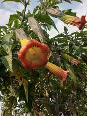 Brugmansia sanguinea