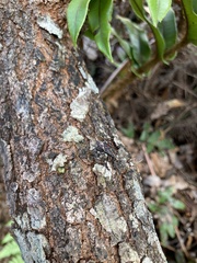 Polycarmes punctatissimus