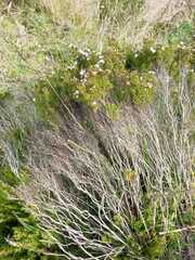 Arcytophyllum thymifolium