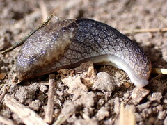 Prophysaon andersonii