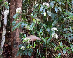 Pavetta australiensis