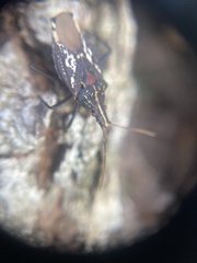 Polycarmes punctatissimus