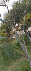 Leucaena