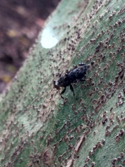 Ropalomeridae