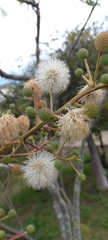 Leucaena