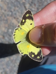 Colias erate