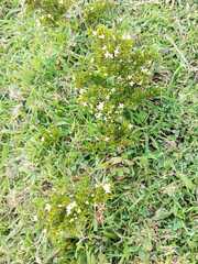 Arcytophyllum thymifolium