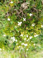 Arcytophyllum thymifolium