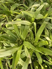Cyperus albostriatus