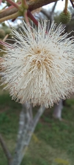 Leucaena
