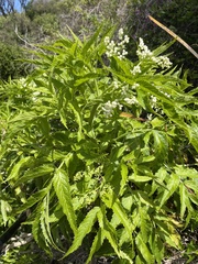Sambucus gaudichaudiana