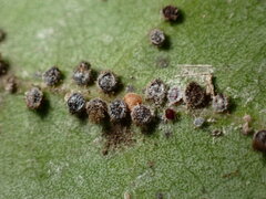 Euthoracaphis umbellulariae