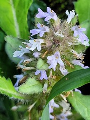 Ajuga taiwanensis