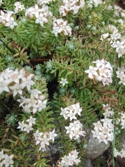 Sedum griseum
