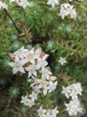 Sedum griseum