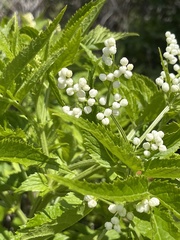 Sambucus gaudichaudiana