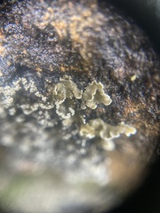 Leioderma