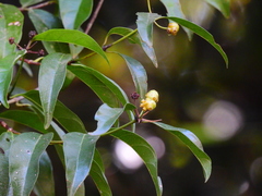 Coelospermum paniculatum