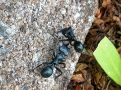 Cephalotes atratus