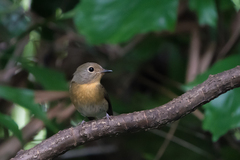 Cyornis glaucicomans