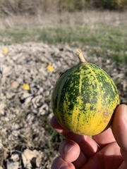 Cucurbita foetidissima