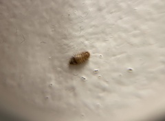 Dermestidae