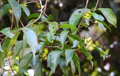Coelospermum paniculatum