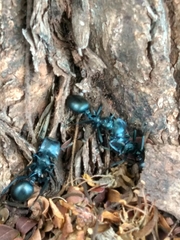 Cephalotes atratus