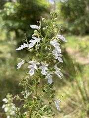Teucrium corymbosum