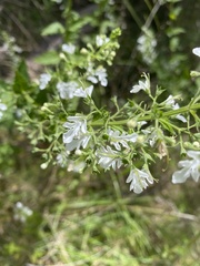 Teucrium corymbosum