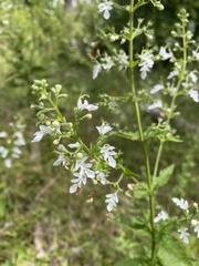 Teucrium corymbosum