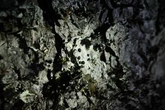 Mycoblastus sanguinarius