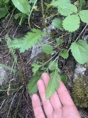 Packera pseudaurea pseudaurea
