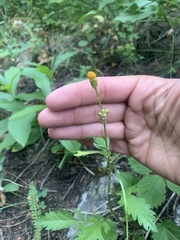 Packera pseudaurea pseudaurea