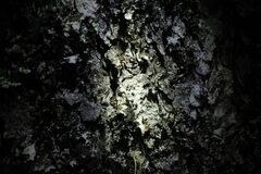 Mycoblastus sanguinarius