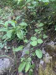 Packera pseudaurea pseudaurea